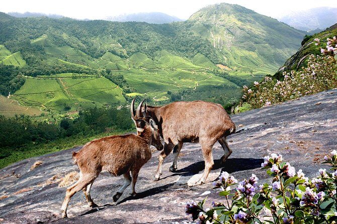 Chinnar Wild-life Visiting Tour (Eravikulam National Park) - Rajamalai (Eravikulam) National Park: Nilgiri thar spotting and the best views