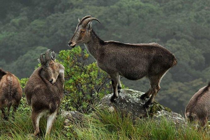 Chinnar wild valley experience day tour ( By Munnar Info) - Eravikulam National Park: Nilgiri Thar country