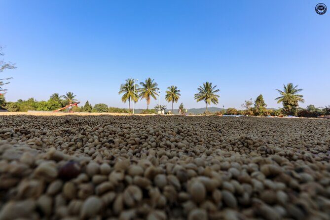 Classic Coorg Coffee Plantation experience - Coorg coffee isn’t just coffee