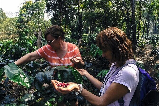 Classic Coorg Coffee Plantation experience - Should you book Classic Coorg Coffee Plantation?