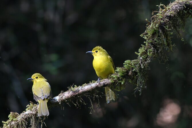Dandeli Bird Photography Tour - Key Things You’ll Notice on This Dandeli Bird Photo Day