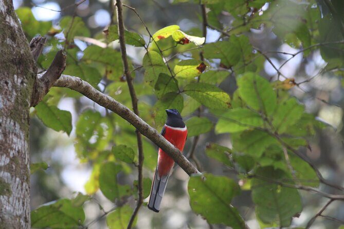 Dandeli Bird Photography Tour - Price and What You Actually Get for $95.86