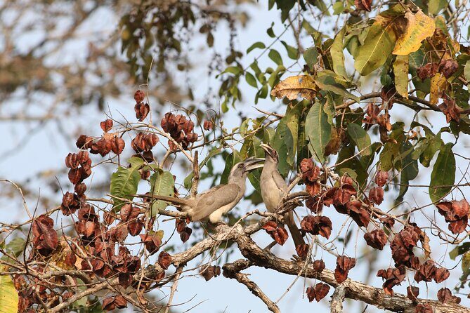 Dandeli Bird Photography Tour - The Naturalist Guide and the “Can We Find Them?” Skill