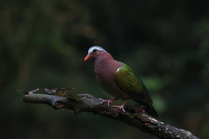Dandeli Bird Photography Tour - The Private Group Advantage in Real Birding Terms