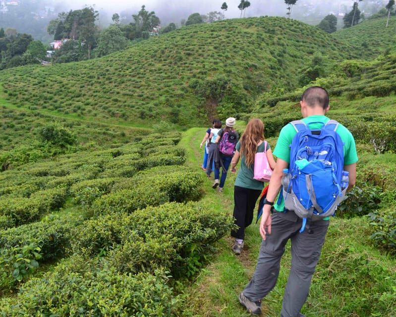 Darjeeling Cultural & Nature Walking Guided Tour - Price and Value: What $38 Covers (and What It Doesn’t)