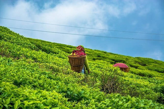 Darjeeling Full-Day Sightseeing Tour with Guide & Transports - Who This Tour Fits Best (and Who Might Be Happier Elsewhere)