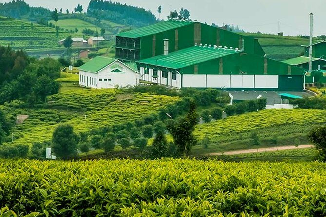 Darjeeling Tea Garden Tour - Key highlights you’ll notice fast