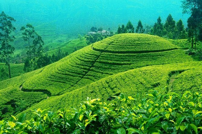 Darjeeling Tea Garden Tour - The 7-hour flow: a morning start with enough time to enjoy