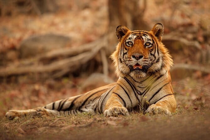 Day Trip from Jaipur to Ranthambore Safari - Key Things I’d Highlight Before You Go