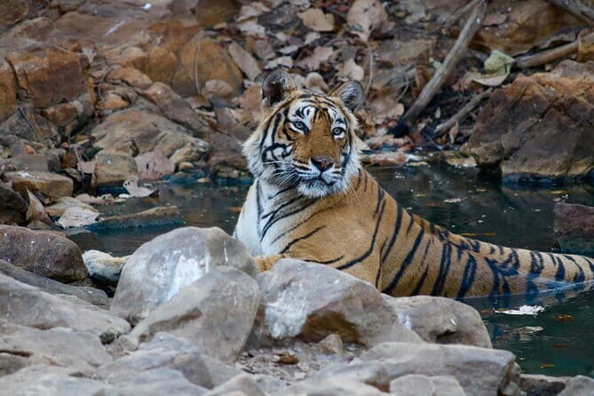 Day Trip from Jaipur to Ranthambore Safari - The Long Drive From Jaipur: Timing, Comfort, and Expectations