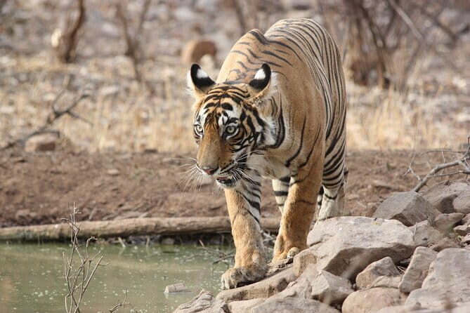 Day Trip from Jaipur to Ranthambore Safari - What the Package Includes (And Why That Changes the Value)