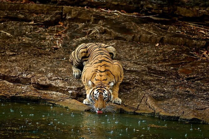 Day Trip from Jaipur to Ranthambore Safari - Entering the Safari Day: How the Jeep or Canter Experience Plays Out