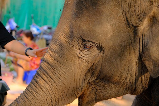 Day Trip to an Elephant Conservation and Care Center near Agra - Hotel Pickup and Private Transfers: Less Hassle, More Day