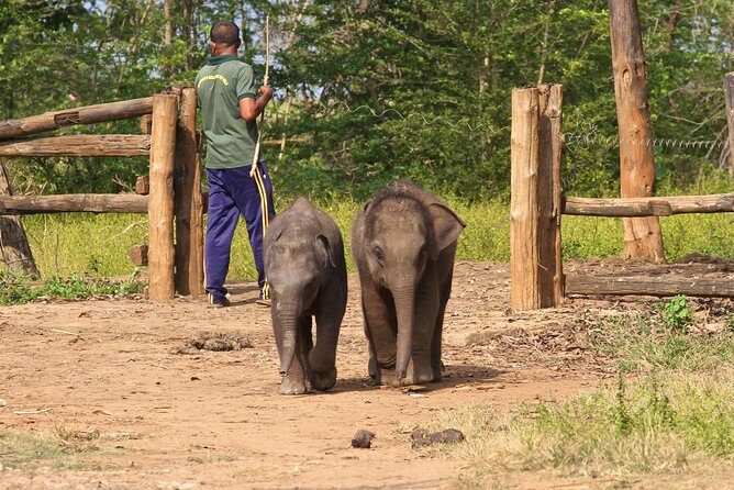 Day Trip to an Elephant Conservation and Care Center near Agra - Wildlife SOS Elephant Conservation: What You’ll Actually See