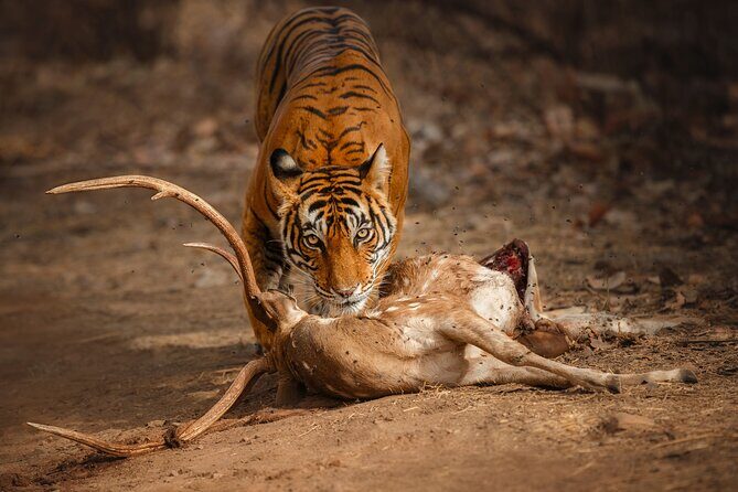 Day Trip to Ranthambore Tiger Reserve from Jaipur - Key takeaways before you book