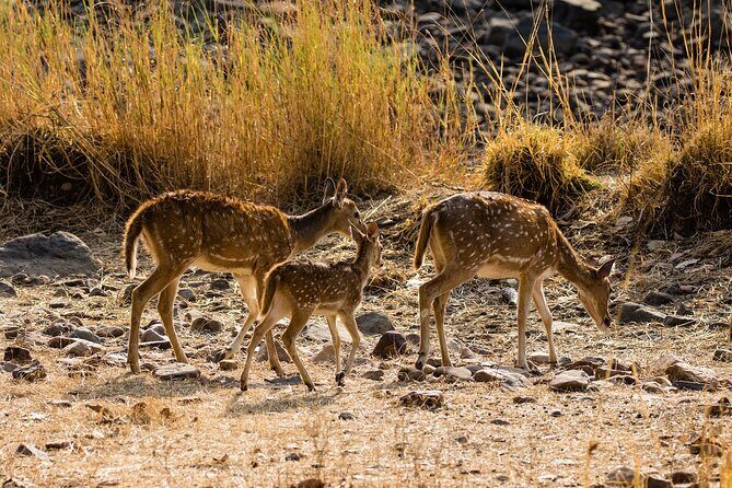 Day Trip to Ranthambore Tiger Reserve from Jaipur - Leaving Jaipur for Ranthambore: the 170 km drive that sets your day