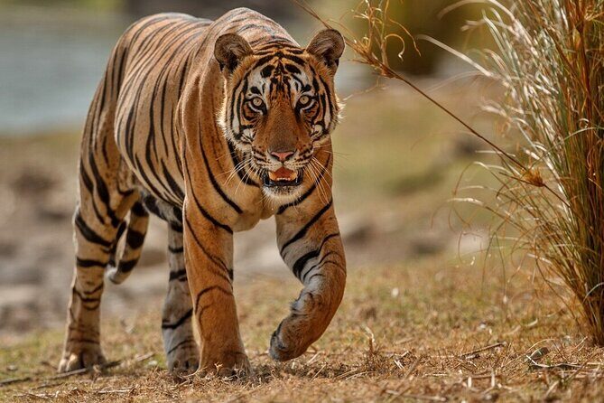 Day Trip to Ranthambore Tiger Reserve from Jaipur - Wildlife expectations at Ranthambore: tiger chances, plus smarter hopes