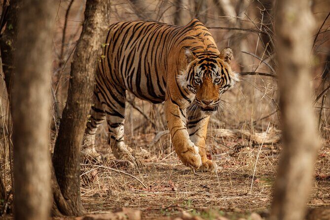 Day Trip to Ranthambore Tiger Reserve from Jaipur - Ranthambore Fort: UNESCO stop without losing the wildlife focus