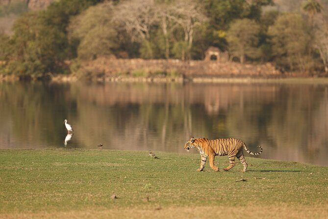 Day Trip to Ranthambore Tiger Reserve from Jaipur - The schedule in a nutshell: how the 12 hours usually feel