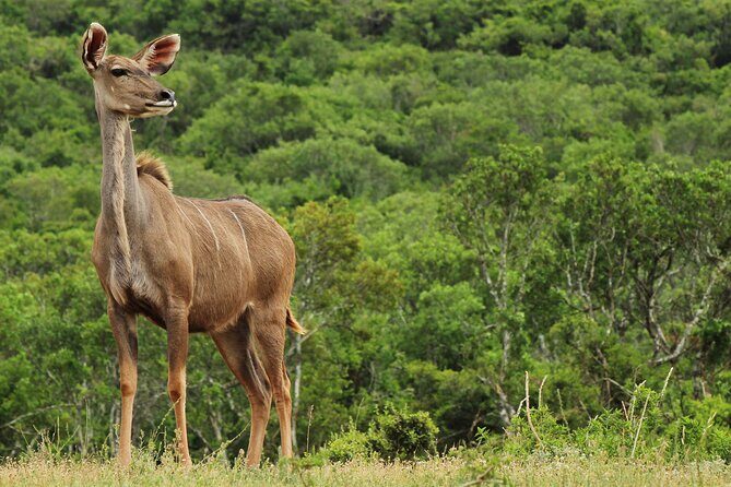Day Trip to Ranthambore Tiger Reserve from Jaipur - Practical ID and safari prep: the small steps that prevent big stress