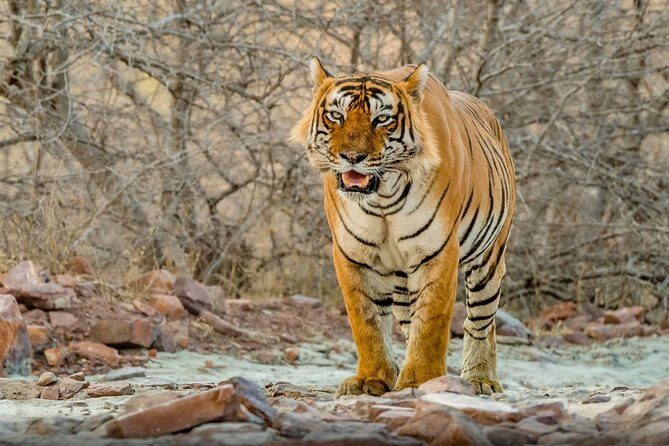 Day Trip to Ranthambore Tiger Safari from Jaipur - Key highlights you’ll care about