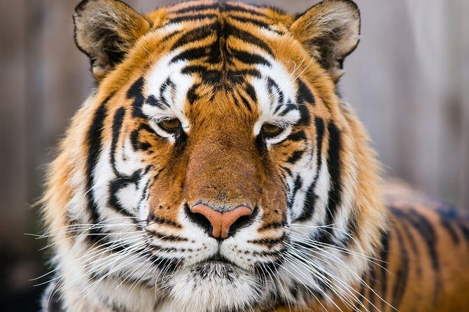 Day Trip to Ranthambore Tiger Safari from Jaipur - Jaipur to Ranthambore: Why this day trip is a smart way to do it