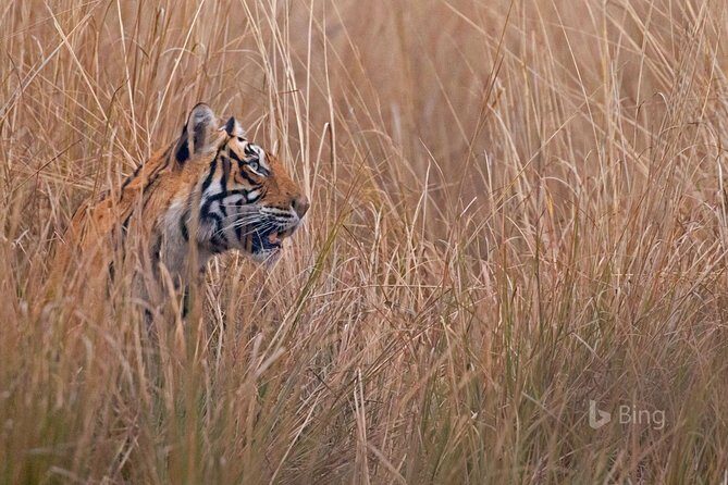 Day Trip to Ranthambore Tiger Safari from Jaipur - Price and value: what $81.80 buys you in the real world