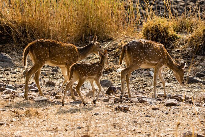 Day Trip to Ranthambore Tiger Safari from Jaipur - The 9:00 AM pickup and the long drive to Sawai Madhopur