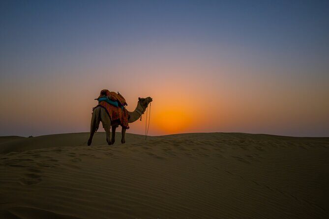Dazzling Half Day Tour of Camel & Desert Safari with Sunset - Thar Desert time and the sunset payoff you’re booking for