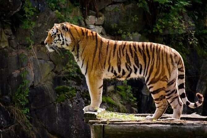 Delhi Agra Jaipur Tour with Ranthambore Wildlife Safari - Why This Golden Triangle and Ranthambore Combo Fits 7 Days