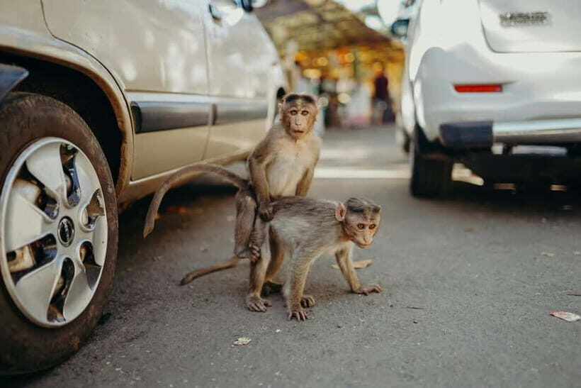 Delhi: Monkey Safari guided walking tour - Key things to know before you go