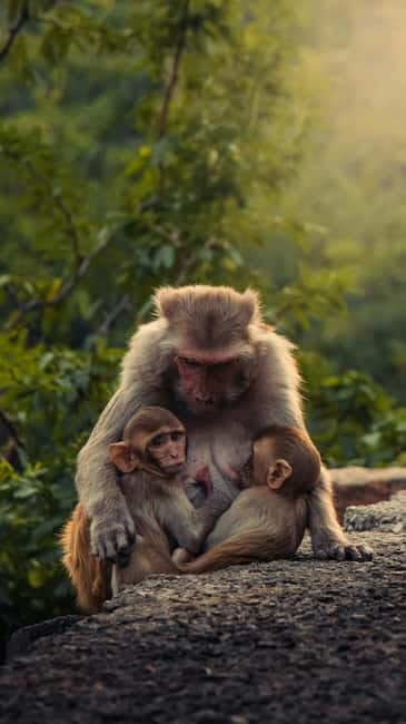 Delhi: Monkey Safari guided walking tour - How the Delhi Monkey Safari walk really flows