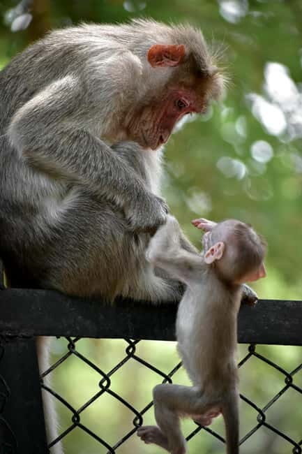 Delhi: Monkey Safari guided walking tour - Temple stops that explain why monkeys show up in daily life