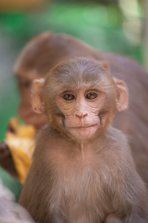 Delhi: Monkey Safari guided walking tour - Seeing Rhesus Macaques and Langurs in real Delhi green space