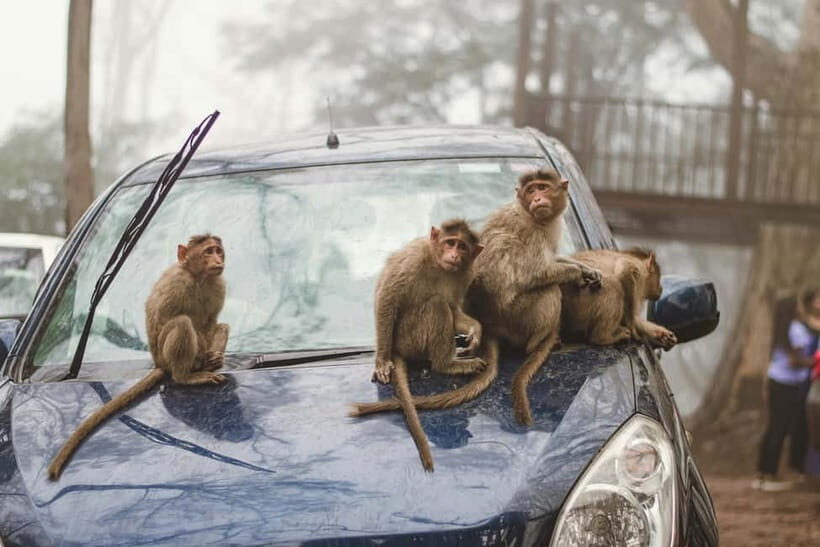 Delhi: Monkey Safari guided walking tour - Price and value: why $27 can work for a morning like this