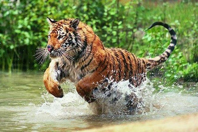 Delhi to Ranthambore Daily Tiger Safari Tour - Key moments worth knowing before you go