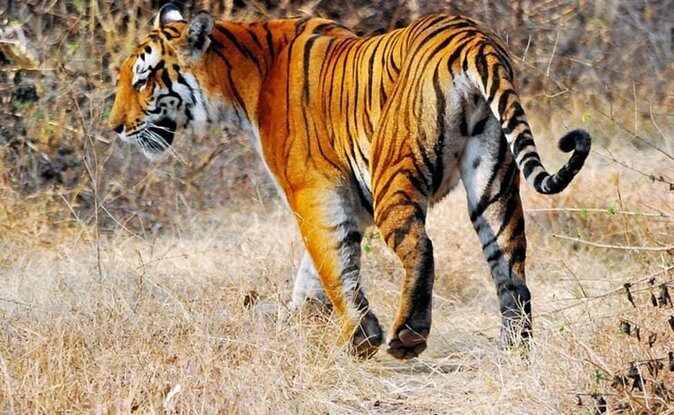 Delhi to Ranthambore Daily Tiger Safari Tour - Price and logistics: what you’re actually paying for