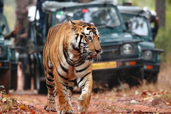 Delhi to Ranthambore Daily Tiger Safari Tour - Day 2: Morning and afternoon safaris inside Ranthambore