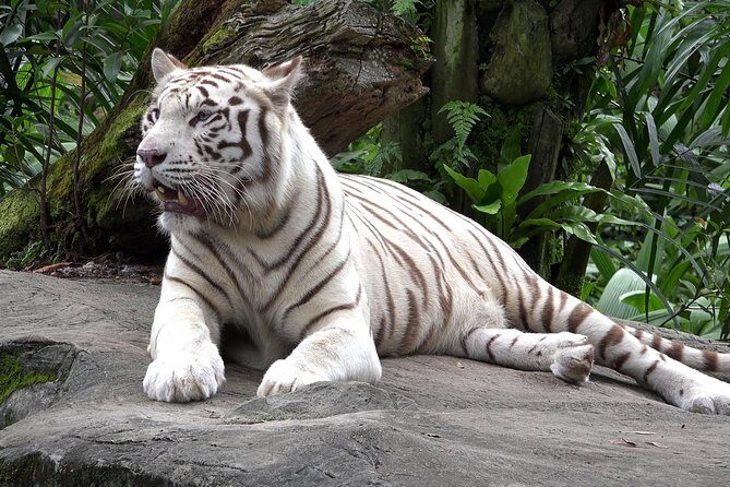 Delhi Zoo White Tigers & lions with Old Fort Visit - A smooth 8:00 am start with door-to-door comfort