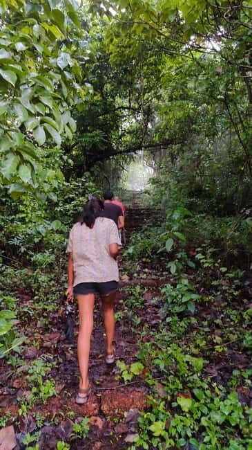Divar Island Excursion with a Native Islander - Shaded mangroves and the wildlife hunt: where patience pays off