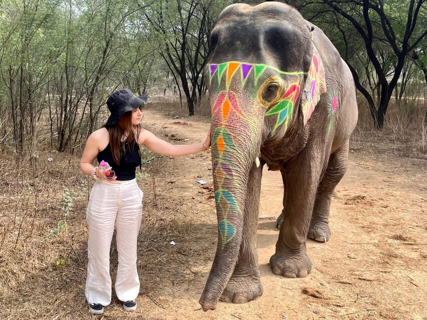 Elefun Best Elephant Sanctuary in Jaipur - Jaipur’s ethical elephant break: what you’re really signing up for