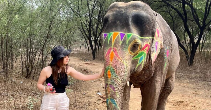 Elefun Best Elephant Sanctuary in Jaipur - The 3-hour flow at Elefun: intro, tea, feeding, painting, and walking