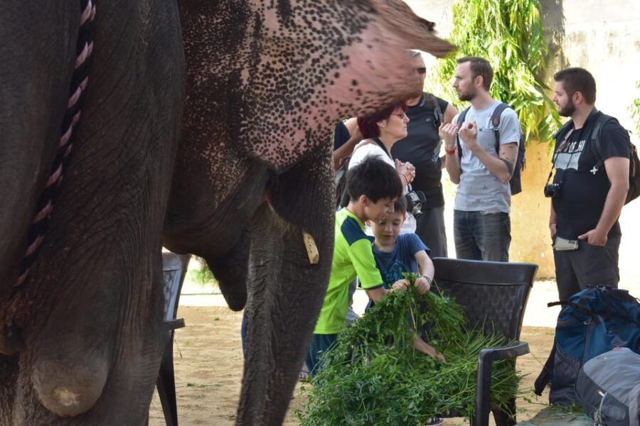 Elefun Best Elephant Sanctuary in Jaipur - Feeding the elephant: how to build a safe, respectful bond