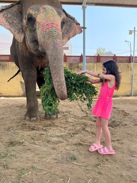 Elefun Best Elephant Sanctuary in Jaipur - Walking beside elephants instead of riding