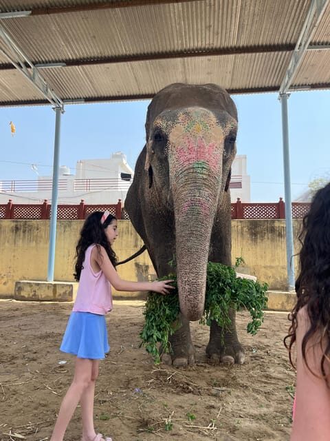 Elefun Best Elephant Sanctuary in Jaipur - Elephant washing and the October to March cold-weather note