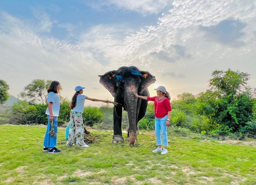 Elephant Sanctuary for Best elephant experience in Jaipur - Elephant Sanctuary Jaipur: what makes it feel ethical