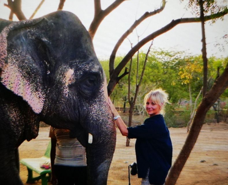 Elephant Sanctuary for Best elephant experience in Jaipur - Elephant interaction time: feeding, cuddling, walking (and the rules behind it)