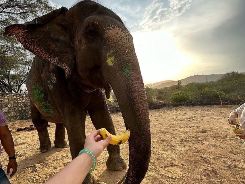 Elephant Sanctuary for Best elephant experience in Jaipur - The guide experience: turning transport into part of the story
