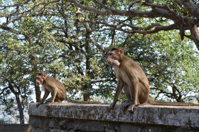 Elephanta Cave & Dharavi Slum Combined Tour - Who should book this tour, and who might skip it
