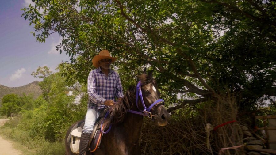 Equestrian Escape: Horse Safari Adventure - Hands-On Horse Care Before You Mount